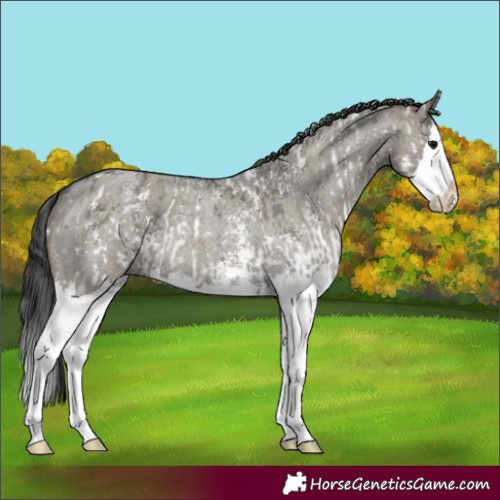 Horse Color:Grullo Sabino Splash and Grullo Roan Sabino Splash