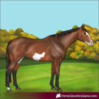 Horse Color:Bay Frame 