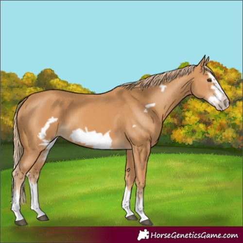 Horse Color:Unknown 
