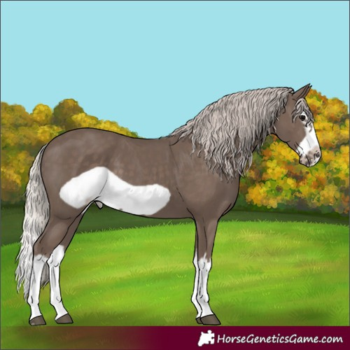 Horse Color:Silver Black Splash Frame 