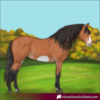 Horse Color:Unknown 