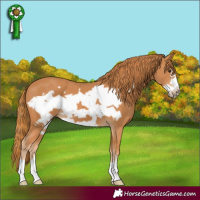 Horse Color:Chestnut Frame 
