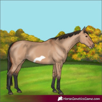 Horse Color:Bay Dun Frame 