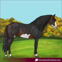 Horse Color:Brown Frame 