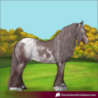 Horse Color:White Spotted Chocolate Brown Chinchilla Appaloosa Rabicano 