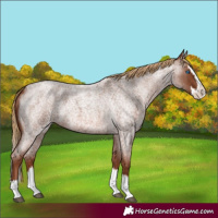 Horse Color:Red Roan Splash 