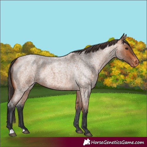 Horse Color:Bay Roan Varnish