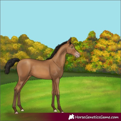 Horse Color:Gray Amber Champagne 