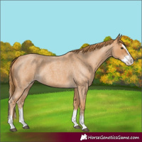 Horse Color:Red Roan Splash 