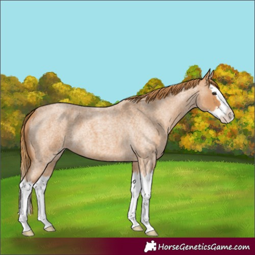 Horse Color:Unknown 