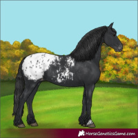 Horse Color:Black Appaloosa Rabicano 