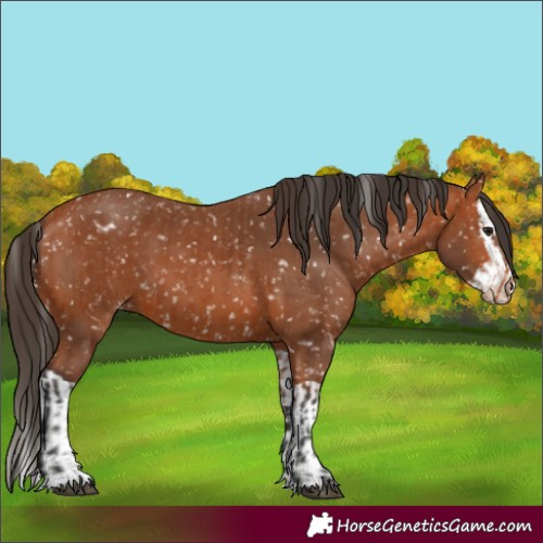 Horse Color:Bay Snowflake Varnish and Bay Splash Snowflake Varnish