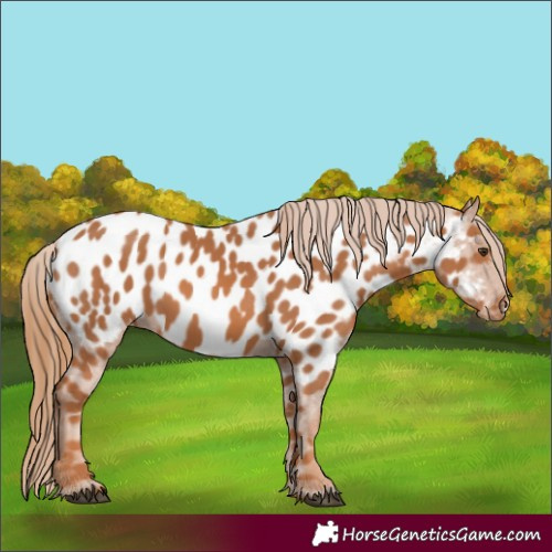 Horse Color:Chestnut Appaloosa 
