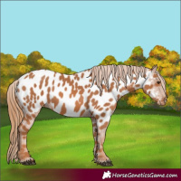 Horse Color:Chestnut Near Leopard 