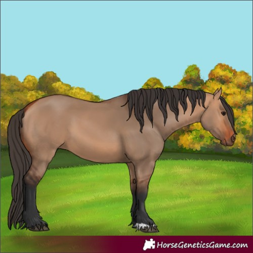 Horse Color:Bay Dun 