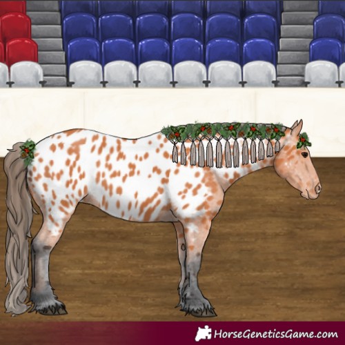 Horse Color:Bay Appaloosa 
