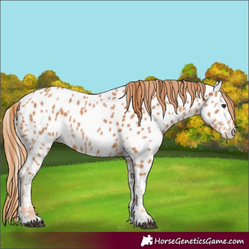 Horse Color:Chestnut Appaloosa 