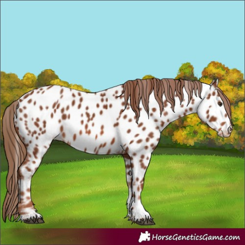 Horse Color:Chestnut Appaloosa 