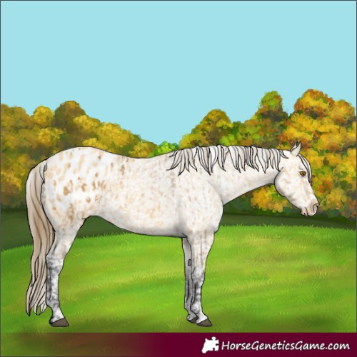 Horse Color:Buckskin Appaloosa  and Buckskin Appaloosa 