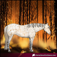 Horse Color:Buckskin Blanket  and Buckskin Blanket 