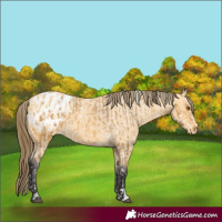 Horse Color:Buckskin Appaloosa  and Buckskin Appaloosa 