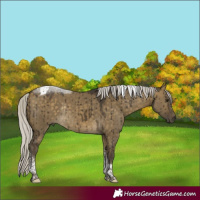 Horse Color:Silver Buckskin Dun Tobiano Rabicano Brindle