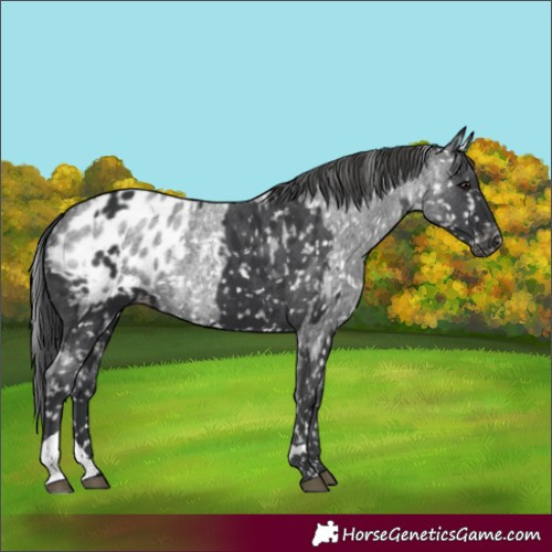 Horse Color:Black Appaloosa  and Blue Roan Appaloosa 