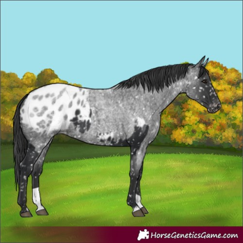 Horse Color:Black Appaloosa  and Blue Roan Appaloosa 