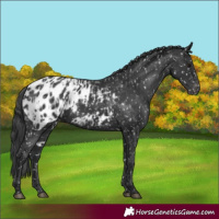 Horse Color:Black Appaloosa  and Black Appaloosa 
