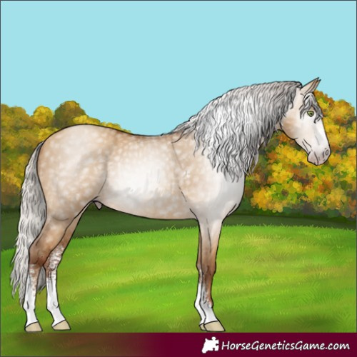 Horse Color:Gray Silver Amber Champagne Dun Sabino Rabicano 