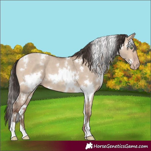 Horse Color:White Spotted Amber Champagne Dun 