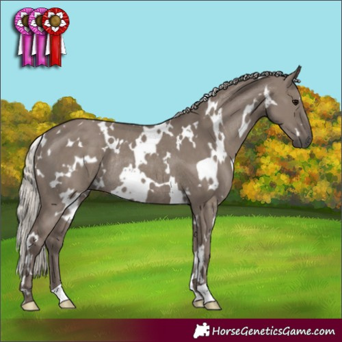 Horse Color:White Spotted Silver Grullo Rabicano 
