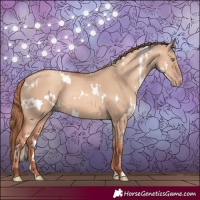 Horse Color:White Spotted Gold Champagne Dun