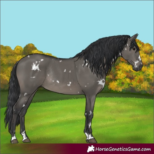 Horse Color:White Spotted Grullo Rabicano