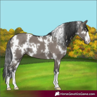 Horse Color:White Spotted Grullo