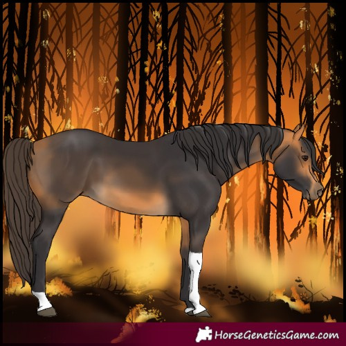 Horse Color:Buckskin Tobiano 