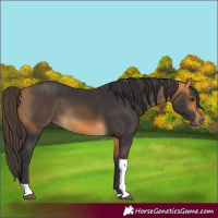 Horse Color:Buckskin Tobiano 