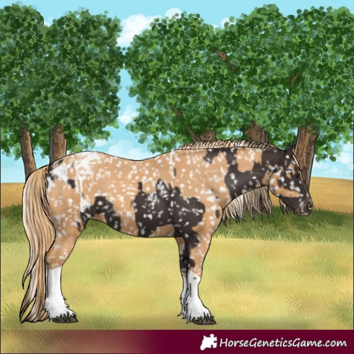 Horse Color:Liver Chestnut Appaloosa  and Chestnut Tobiano Appaloosa 
