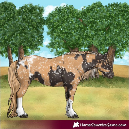 Horse Color:Liver Chestnut Appaloosa  and Chestnut Tobiano Appaloosa 