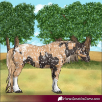 Horse Color:Liver Chestnut Blanket  and Chestnut Tobiano Snowflake Varnish 