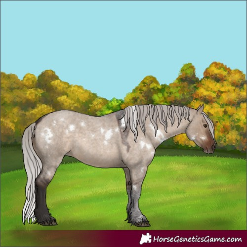 Horse Color:White Spotted Silver Brown Roan Dun 