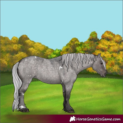 Horse Color:Platinum White Spotted Silver Brown Roan Dun Rabicano 