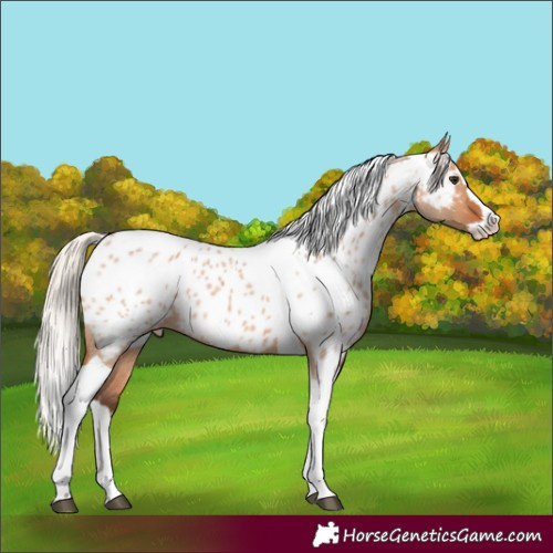 Horse Color:Silver Bay Roan Dun Splash Tobiano Near Leopard Rabicano 