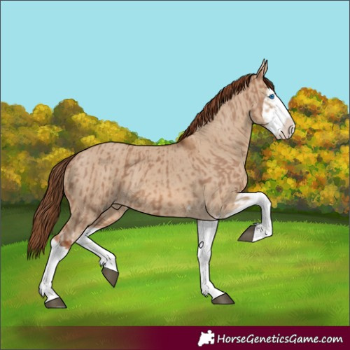 Horse Color:Red Dun Splash  and Red Dun Splash 