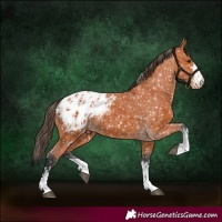 Horse Color:Bay Appaloosa  and Bay Appaloosa 