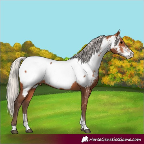 Horse Color:Silver Bay Sabino Appaloosa Rabicano 