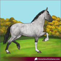 Horse Color:Grullo Roan Tobiano 