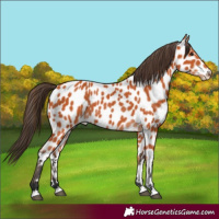 Horse Color:Bay Appaloosa 