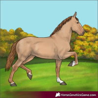 Horse Color:Red Dun 