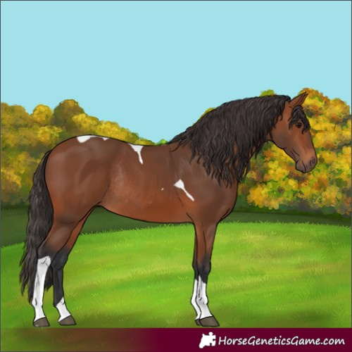 Horse Color:Bay Tobiano Rabicano 